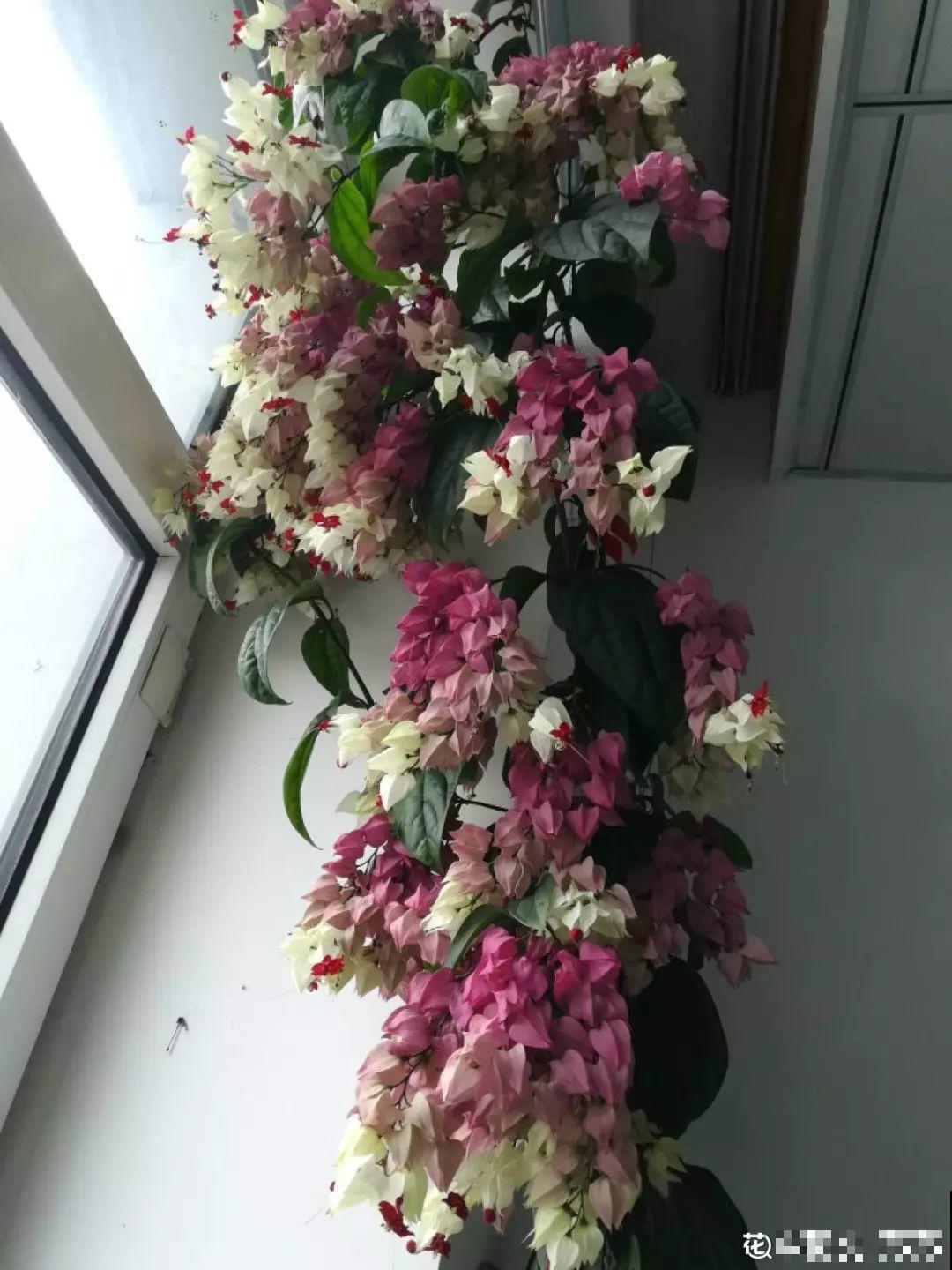 20种爬藤花，早春种一棵，能开满整个花架！