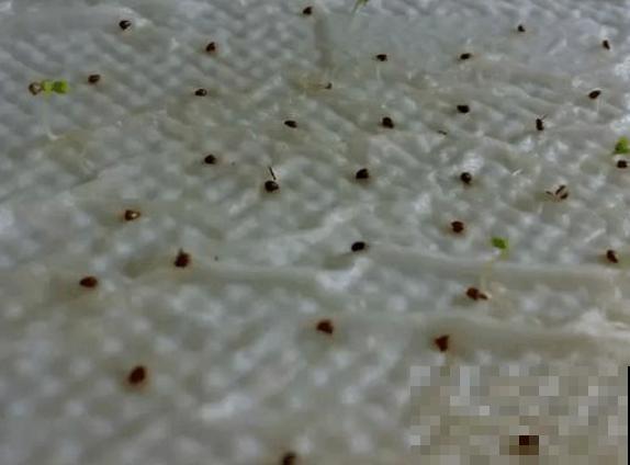 草莓原来也能自己播种？吃剩的埋土里就能种，小芽呼呼长！