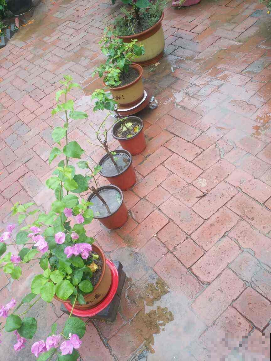 盆里垫点它，花不黄叶不烂根，叶子绿得耀眼