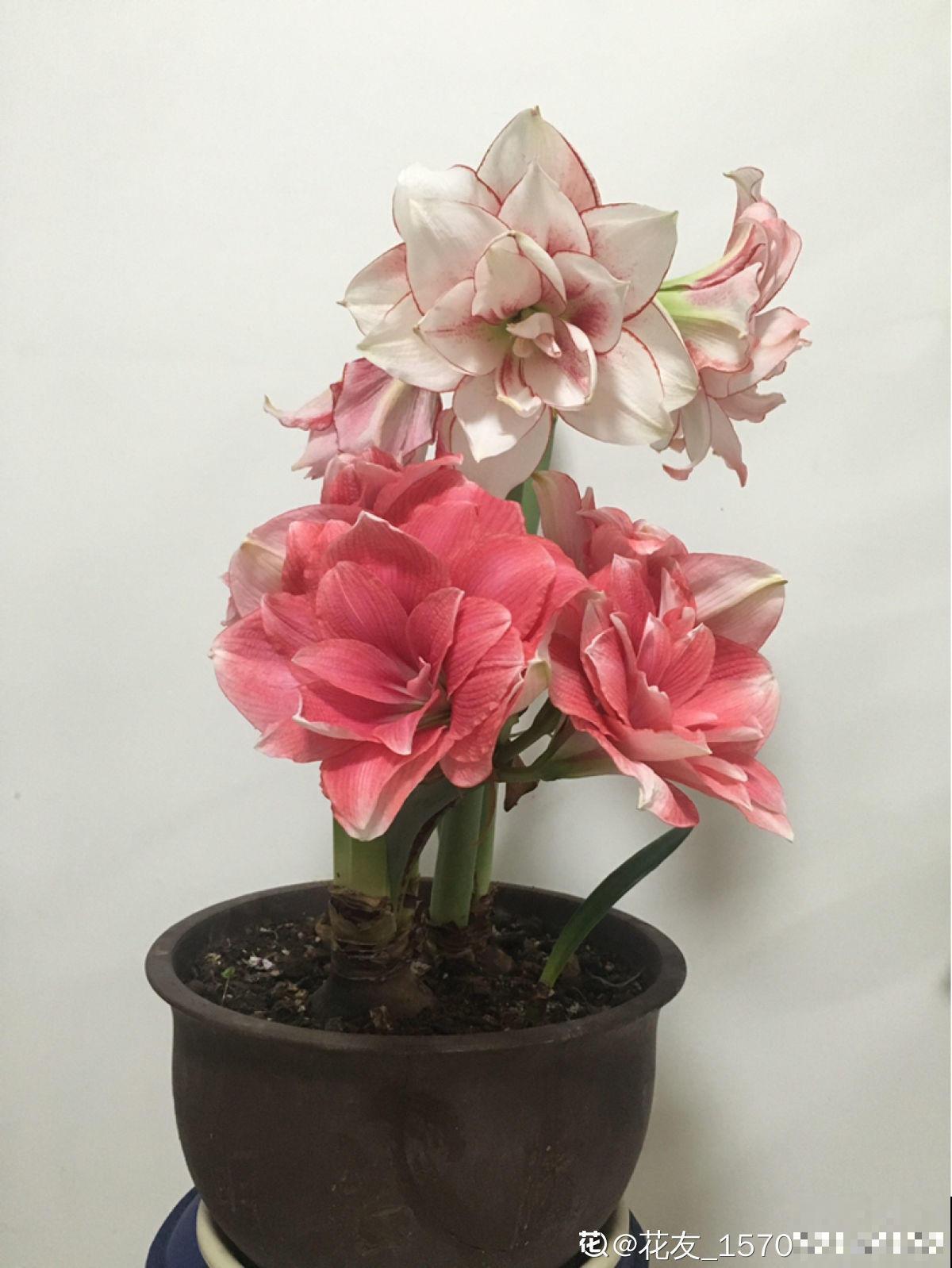 盆里种棵“洋葱头”，开花比脸还大，红红火火真吉祥！