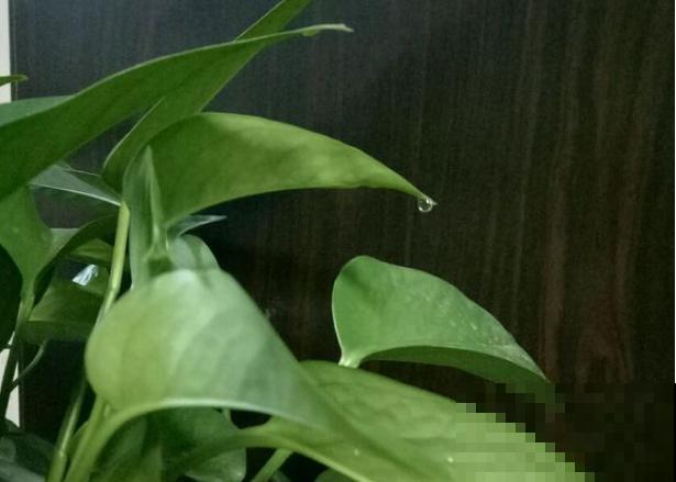 绿萝叶子滴水，恭喜你，养出一盆好绿萝！