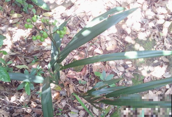 野外看到这5种植物，不要好奇去碰，会流出有毒汁液