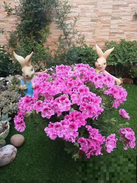 她在院子里养了上百种花，美食配着美花，日子乐悠悠！