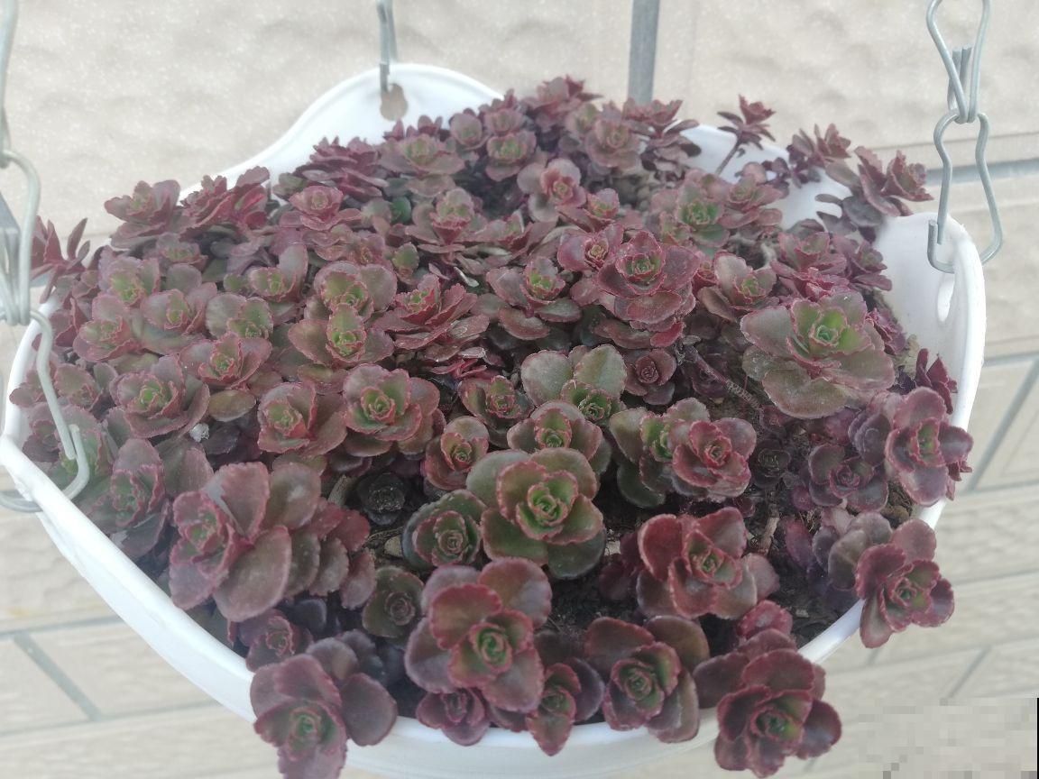 3种多肉，最适合养在阳台，蹭蹭冒芽，摁都摁不住