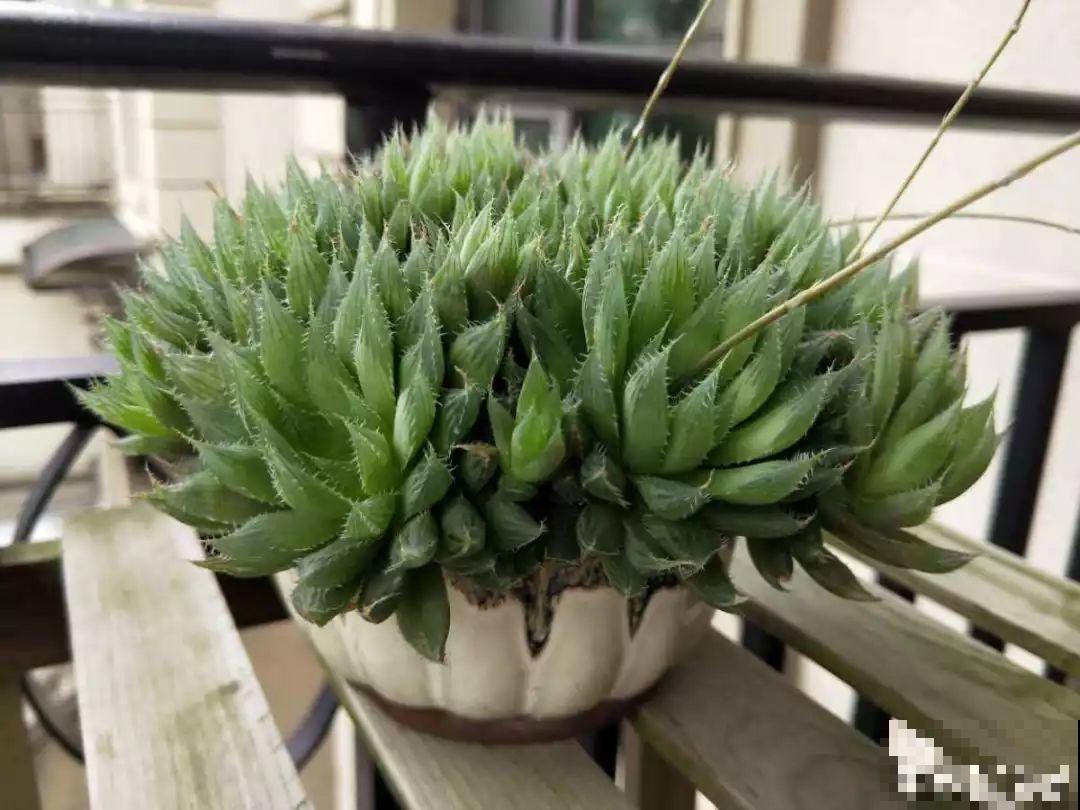 这花太能生，根系长满一轮胎，必须要换盆！
