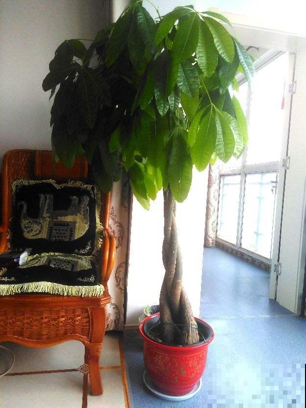 2种招财花，客厅角落摆一盆，家庭越来越顺，日子越过越好