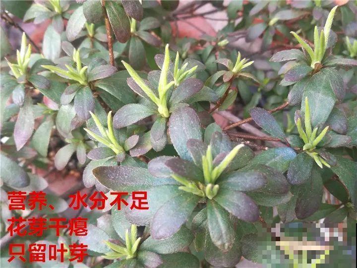 这7种花春天别乱剪，手太勤快了，反而春天不开花！