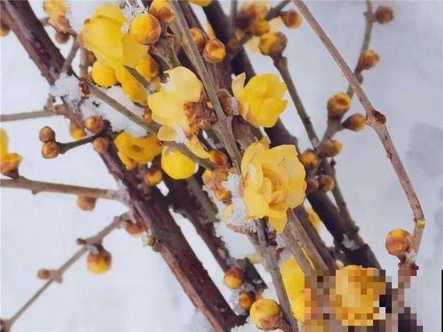 这花真耐冻，下雪照样开，现在正是花期