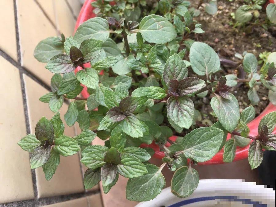 6种香香花，厨房客厅都能养，摘一把又能长一盆！