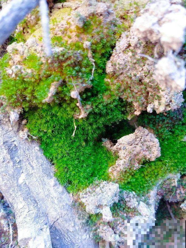 春雨过后，苔藓丛生，挖点回家种盆里，比养绿植有个性