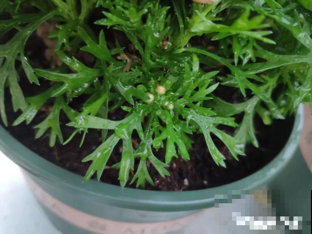 养花就得勤“掐”，别心疼，掐完才能呼呼冒芽