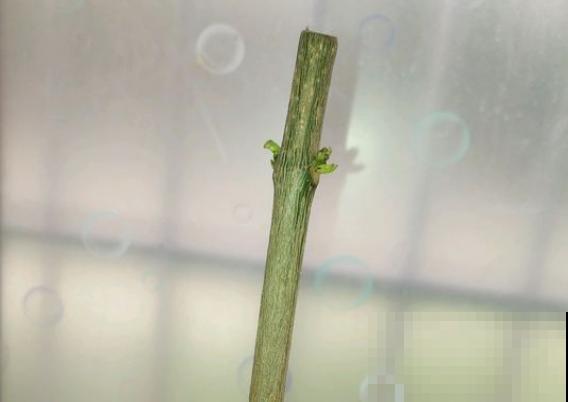 半死不活的幸福树，被我狠心砍一刀，结果冒出好多芽！