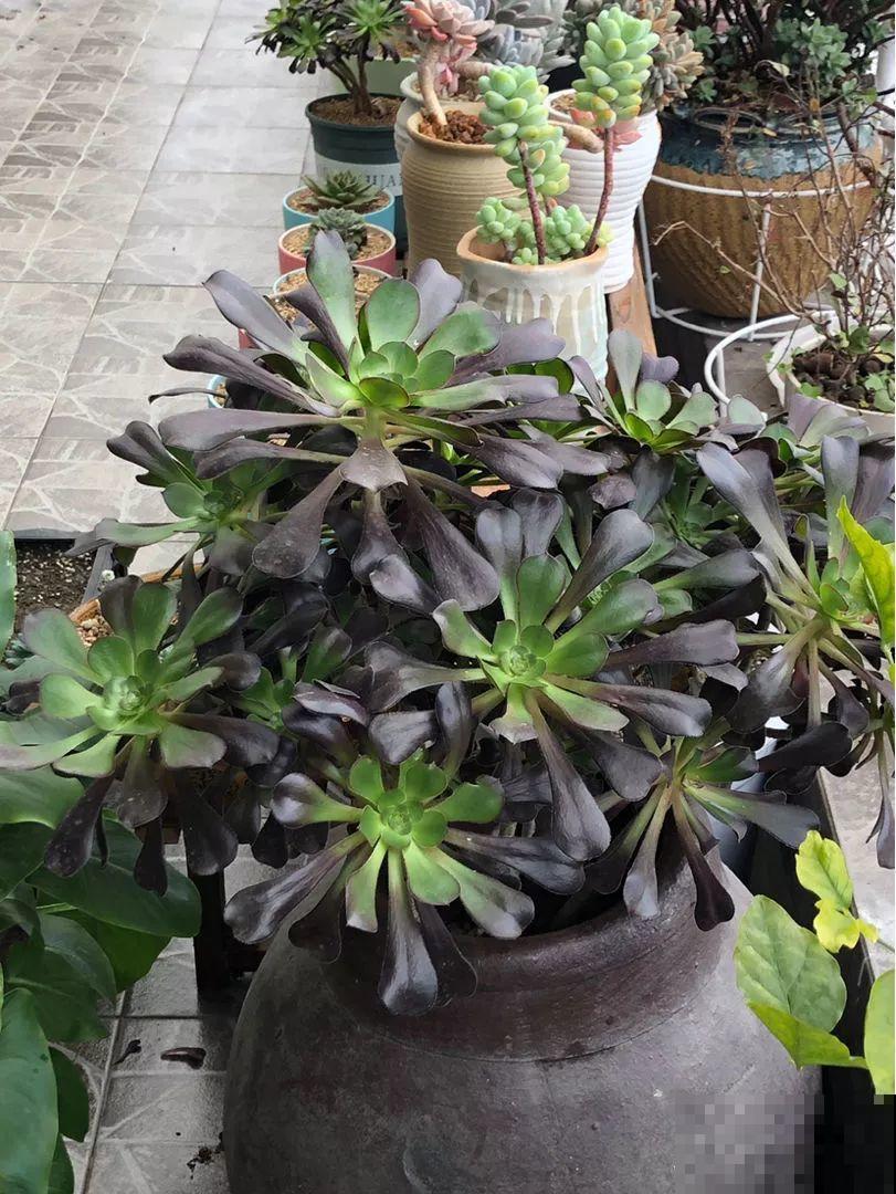 奶奶用脸盆种多肉，个个比拳头还大，不用管照样呼呼长！