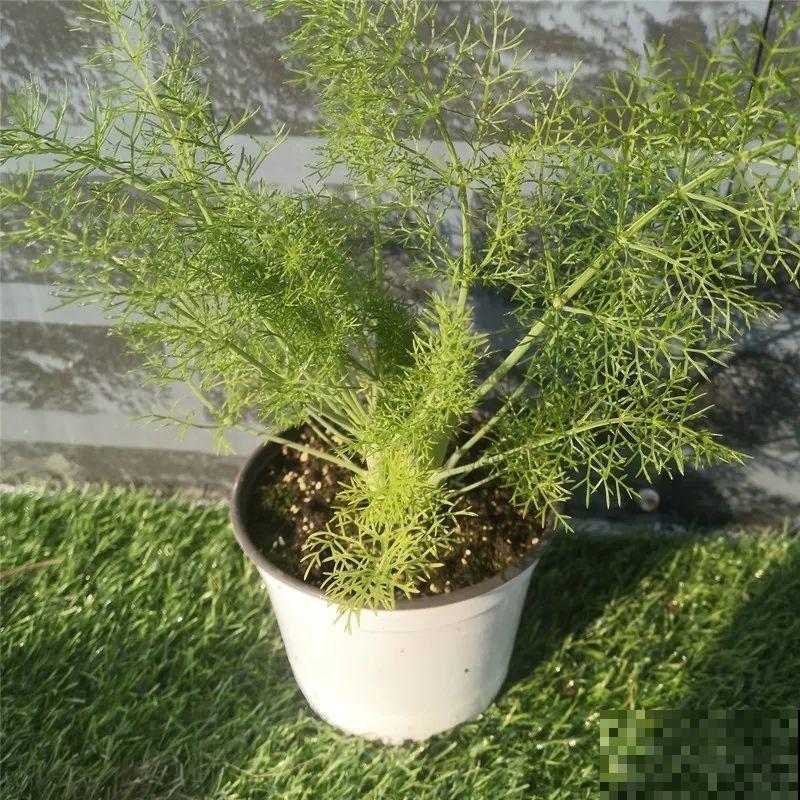 6种香香花，厨房客厅都能养，摘一把又能长一盆！