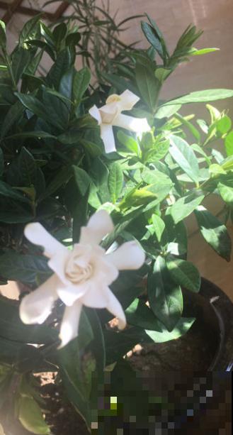 别人家的栀子花为啥开得好？原来是遵循这几点，你也能做到！