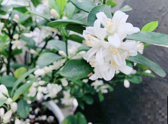 10种水果开花图，你可能一个都没见过！