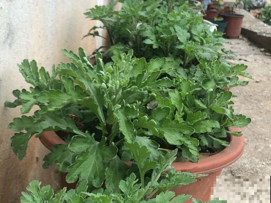 给这花换盆，土里扒出30个崽，根本不用扦插！
