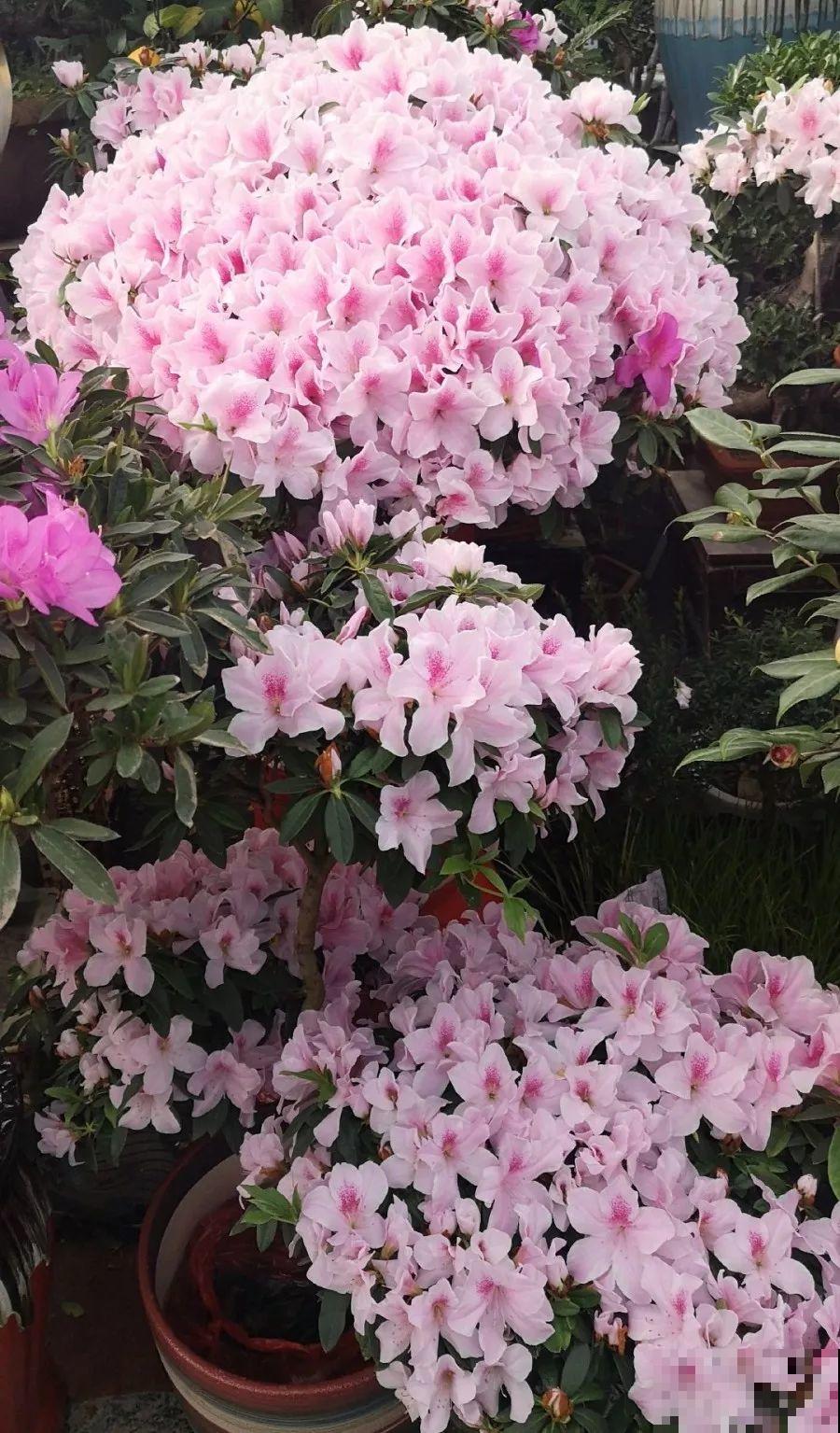 这花公认难养，买回家没开两天，叶子发黄全都往下掉！