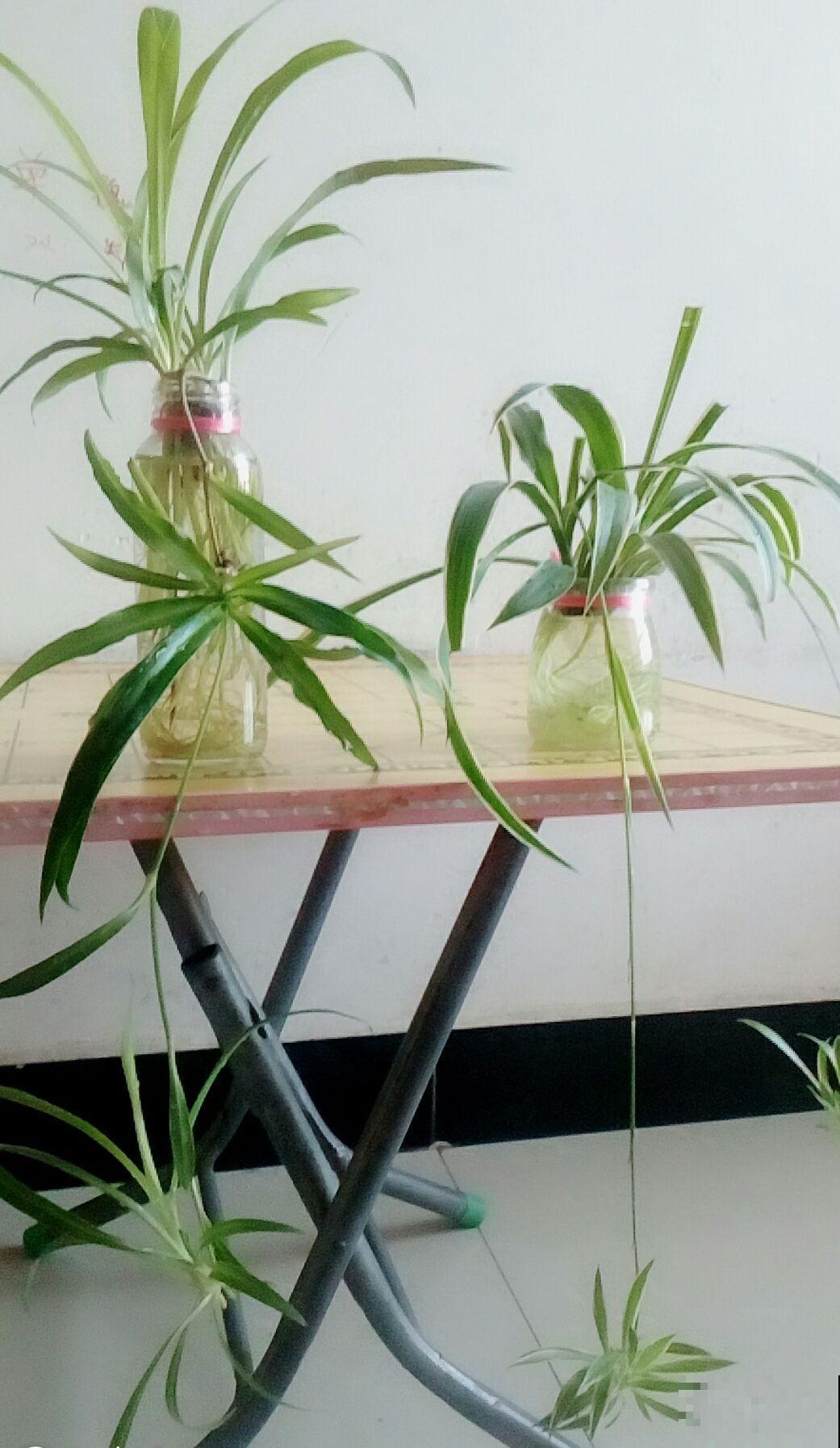 这花真省心，掐个枝条插水里，半个月就窜出新芽