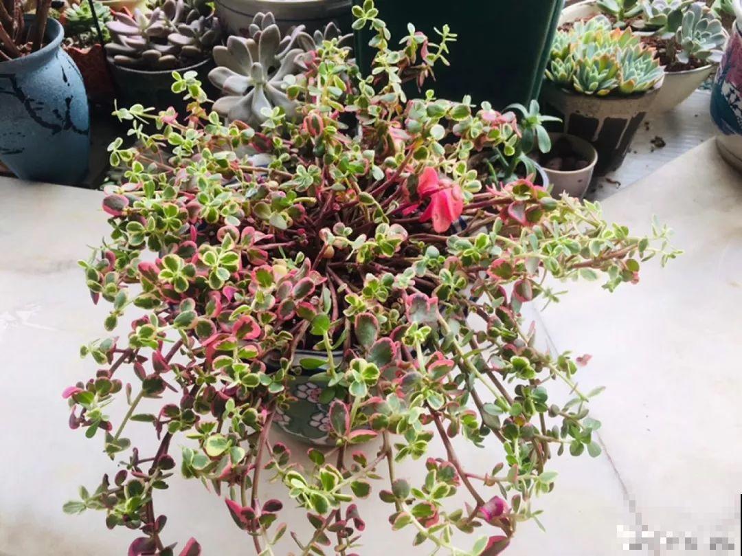 家里养的宝贝花，老鼠最爱偷吃，一夜啃个精光！
