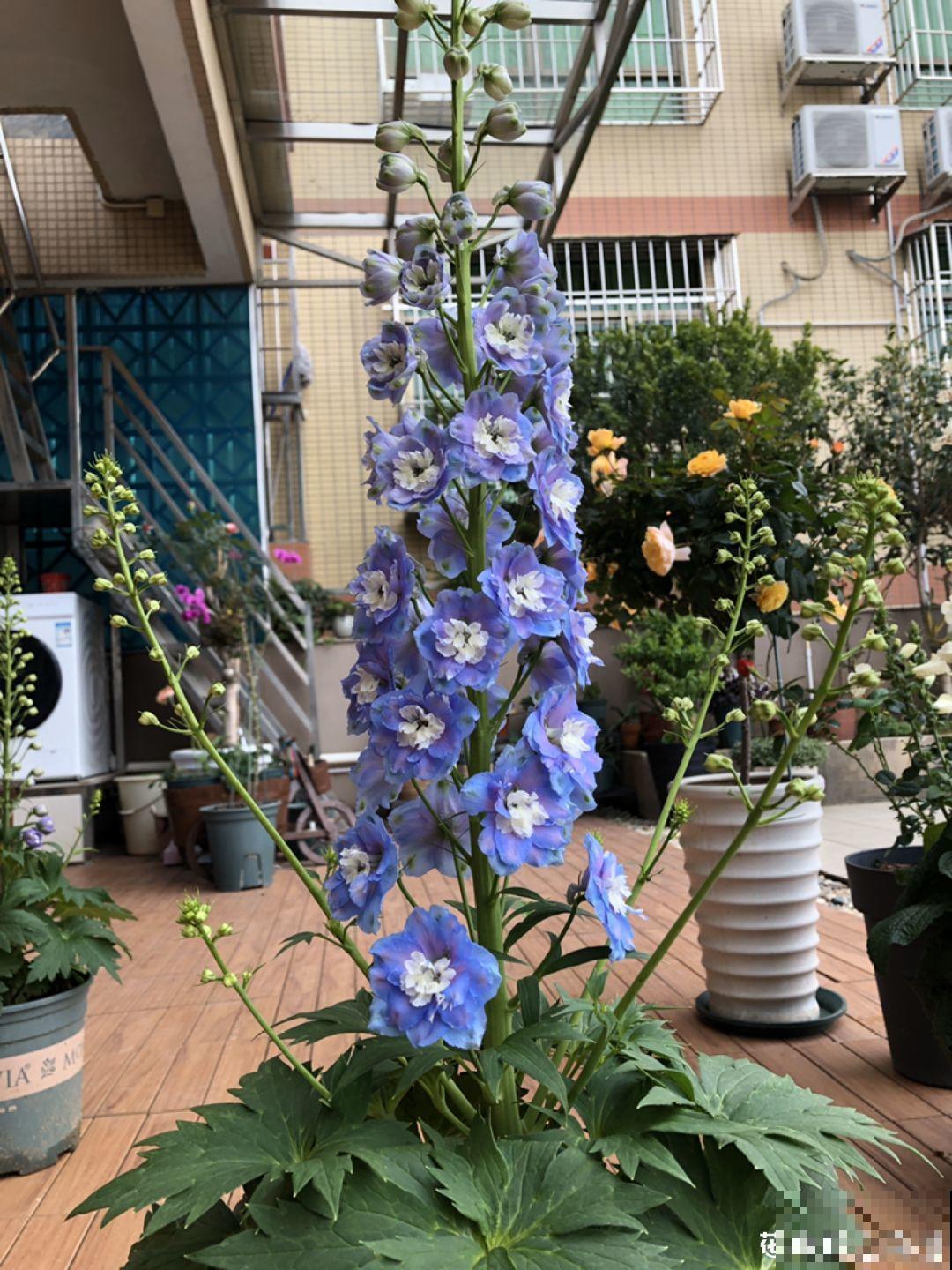 今年最受欢迎的5种花，一次能开上百朵，满盆挂满小灯笼！