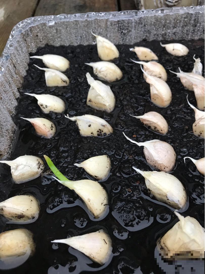 冬天懒得买菜，拎头大蒜扔水里，几天呼呼窜出好几斤蒜苗！