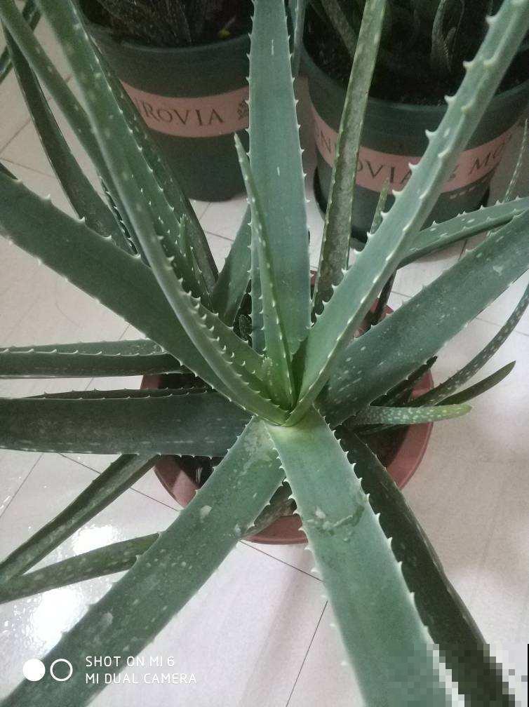 最好养的芦荟，冬天也要注意这几点，否则明年春就得扔！