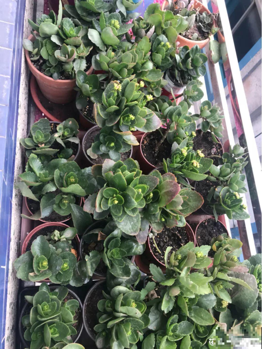这6种花，现在扦插最好活，摘片叶子照样生根！