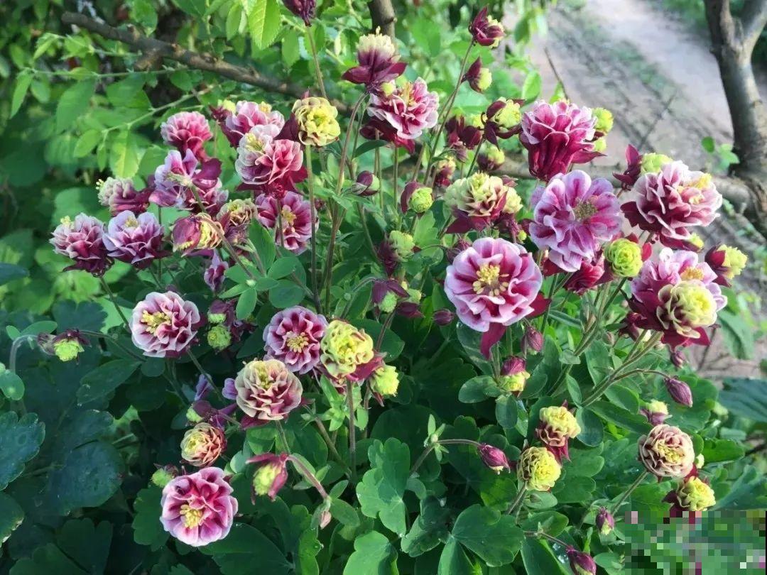 这花名字土掉渣，开花却特美，花期长达3个月！