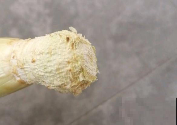 吃剩的菠萝头扔水里，居然长出了小菠萝，太神奇了！