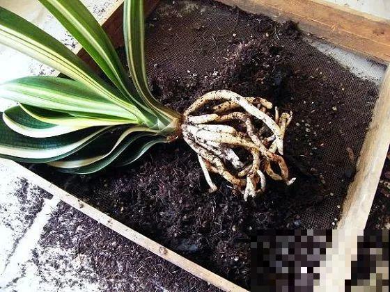 换盆时间到了，家里有这花，换完就窜新芽！