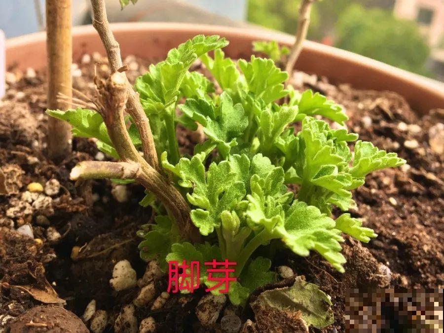 3月养花，爆笋、爆芽，全靠这些技巧，学两招就管用！