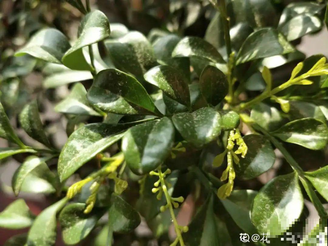 米兰春天这么养，疯狂冒新叶，开花香又多！
