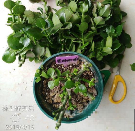 家里有这3种花，开完后赶紧剪一刀，还能再开一茬！
