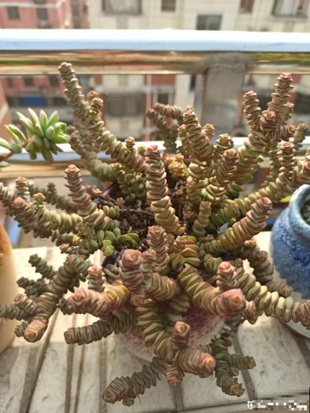 18种过年花，随便挑着养，“鼠”你新年最有钱！