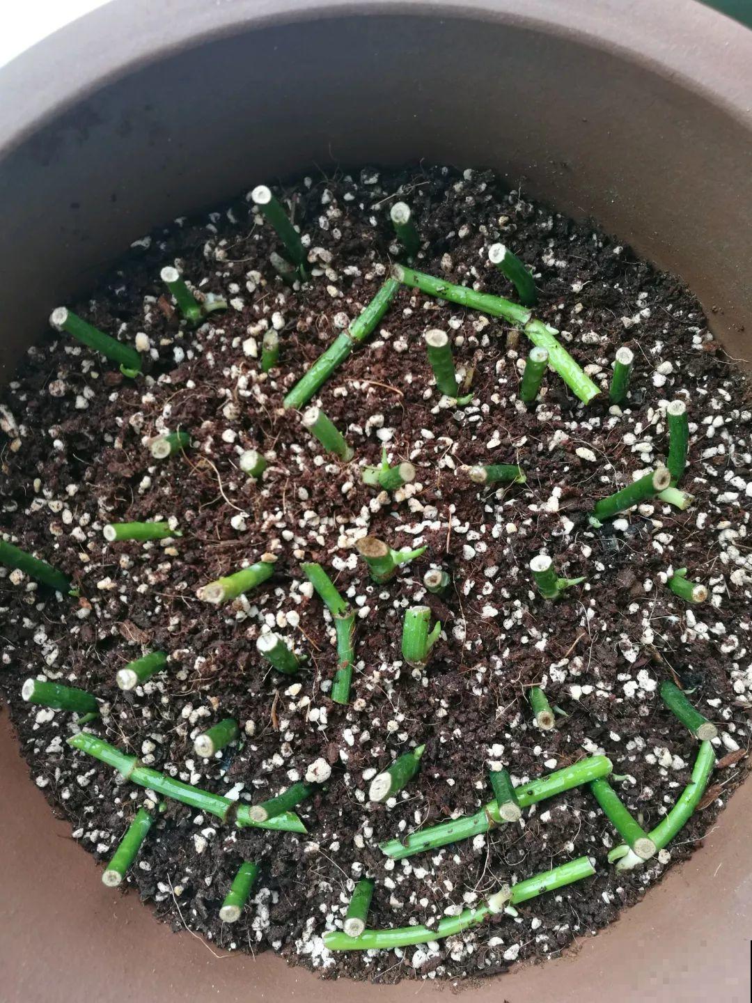 这6种花，现在扦插最好活，摘片叶子照样生根！