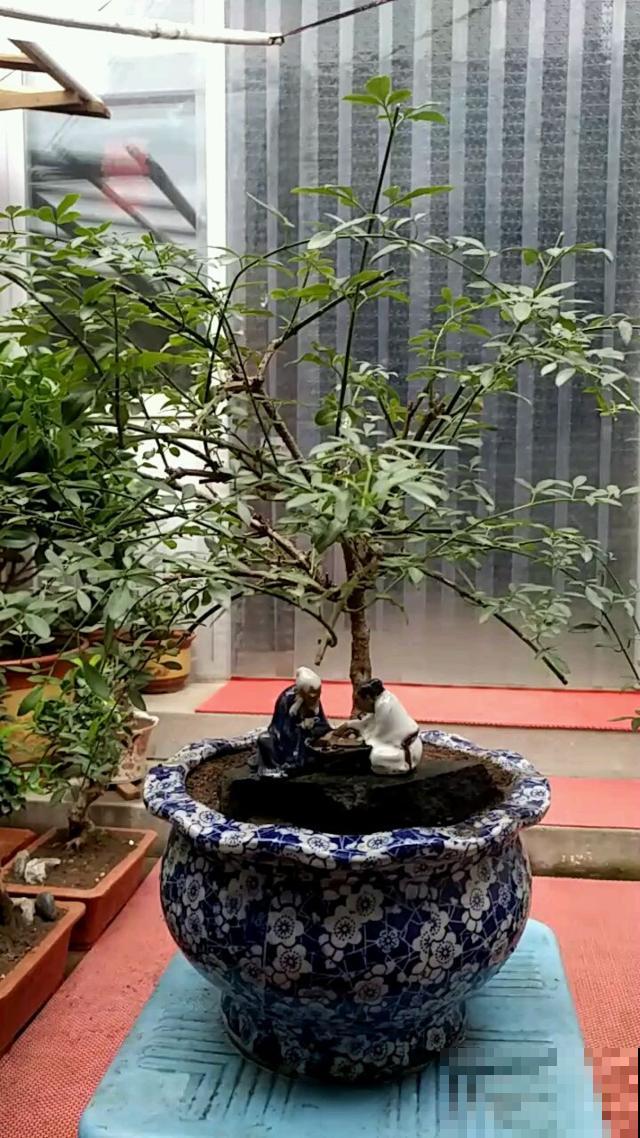 “独木成林”的树，也能养在花盆里，而且越养越值钱