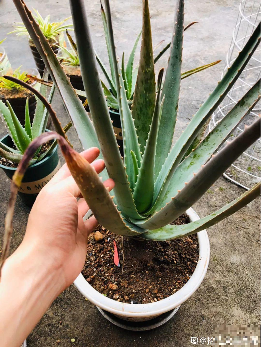 这花长到4米高，顶破屋顶太愁人，砍1刀冒出一圈芽！