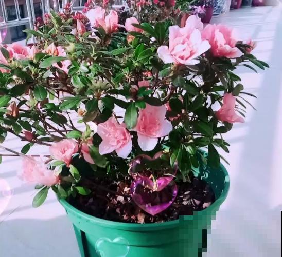 温水浇花有什么后果？现在知道还不晚！