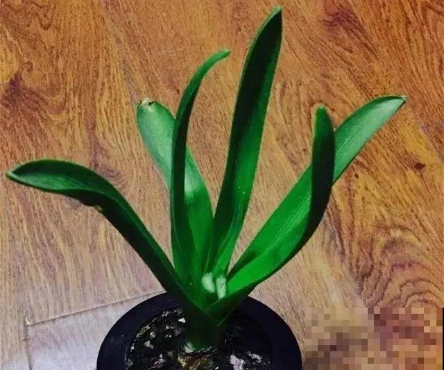 这花真奇葩，越开花叶子越黄，掐一把、来年继续开！