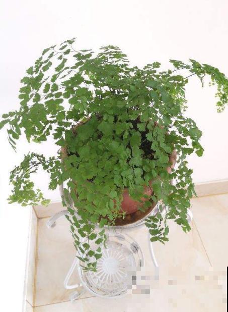 你家的绿叶植物长势如何？基础条件要扎牢，天一热就窜满盆！
