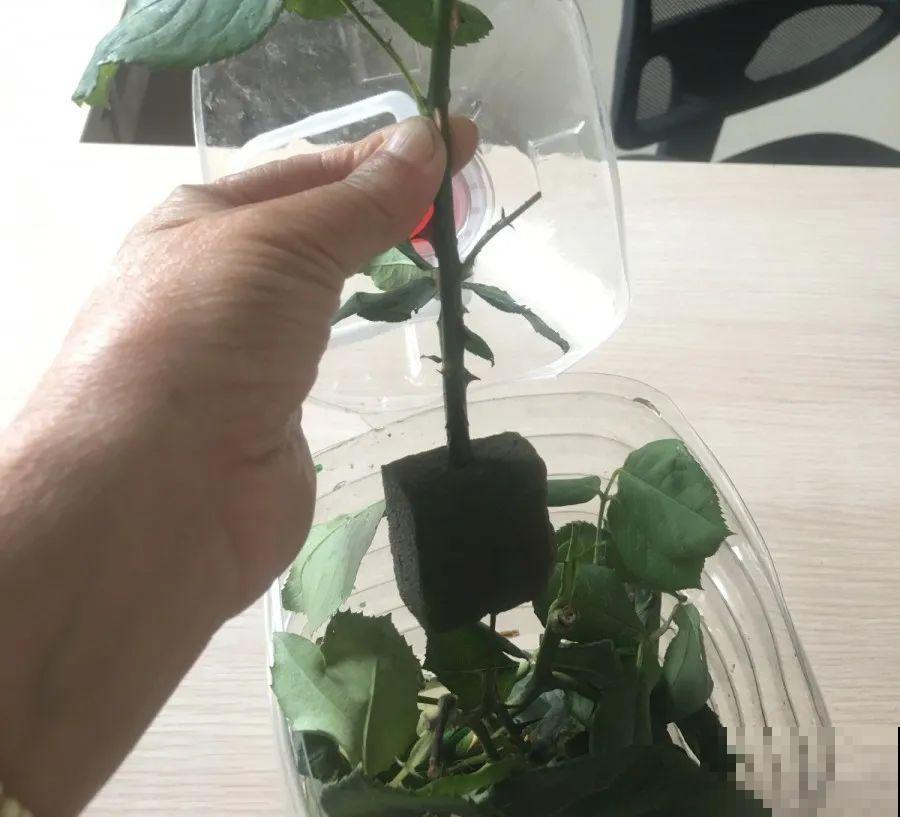 春天扦插，就教你一招不用花盆，一个比一个长得好！
