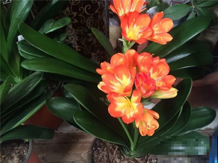 10种名贵兰花，春节养最美，花一开满屋子香气！