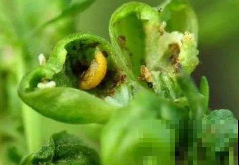 这野草和肉虫共生，一看见就起鸡皮疙瘩，市场卖几十块一斤！