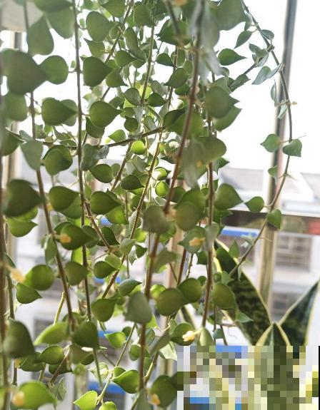 6种花适合吊起来养，挂在窗前，比窗帘还好看！