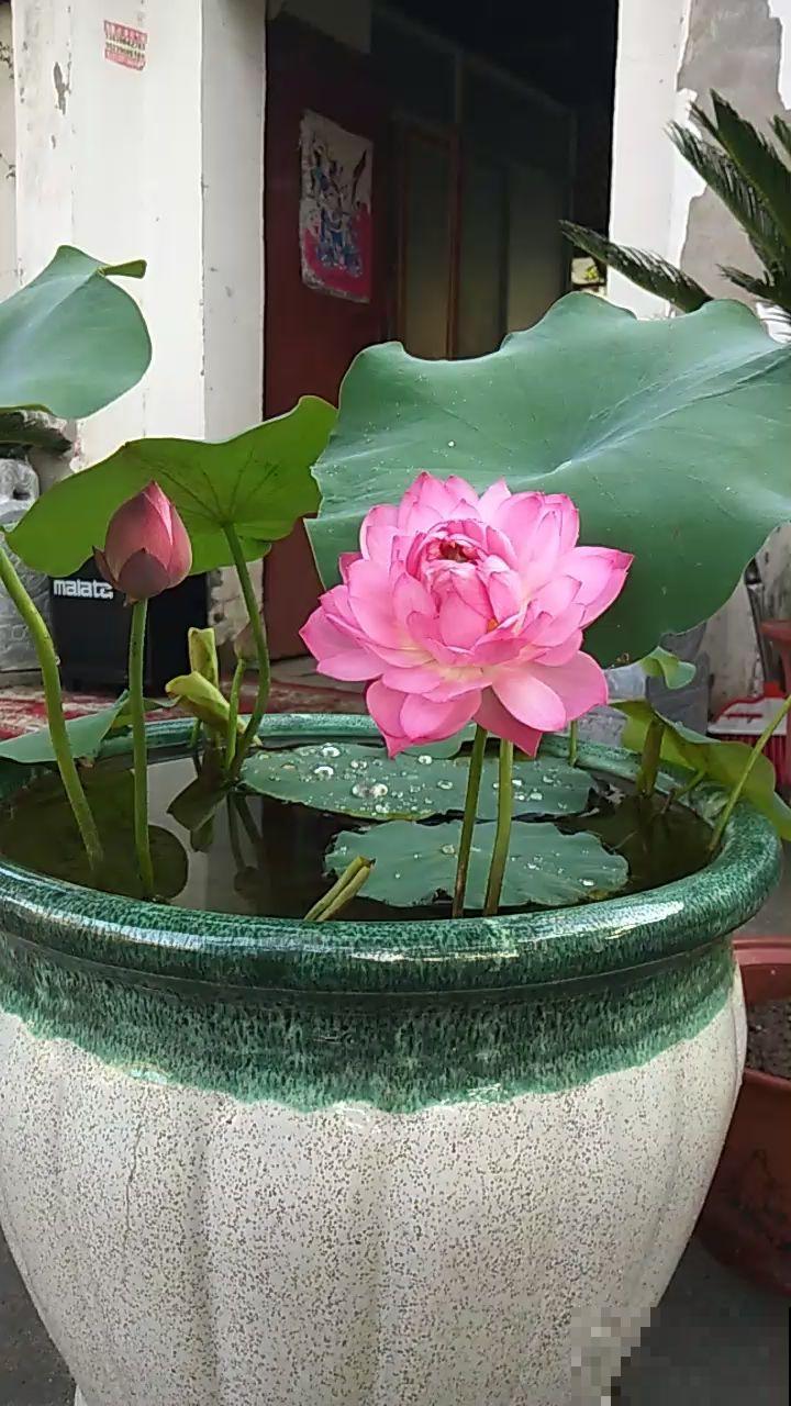 家里光不好，就别养这“4种花”，难开花还浪费钱