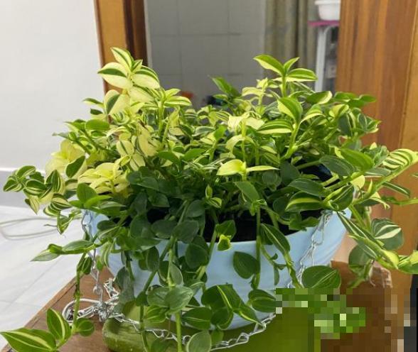 绿萝靠边站，现在流行养新式吊兰，一片叶子3种颜色！