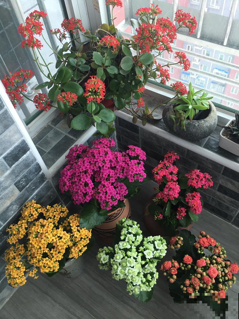 初春养花，这4点要注意，否则花熬过冬天，死在春天