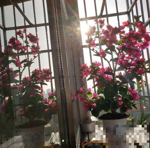 防盗窗养花，就养这8种开花机器，从春到秋开不停！