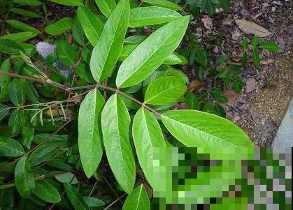 喜欢猫咪的都爱它，这花开起来神似猫尾，俏皮可爱萌化心！
